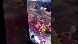 Cichlid fish tank  Cichlids Fish tank  Polar parrot fish fish fish cichlid aquariumlovers [upl. by Eceryt]