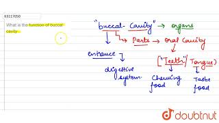 What is the function of buccal cavity [upl. by Afihtan437]