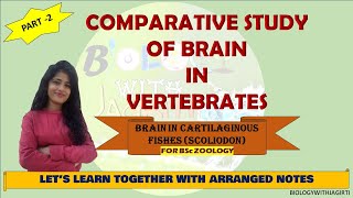 BRAIN OF CARTILAGINOUS FISHES SCOLIODON FOR BSc ZOOLOGY BIOLOGYWIHTJAGRITI PART2 [upl. by Assirehc9]