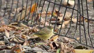 Bird Watching Fall Warblers in Central Park NYC [upl. by Innek783]