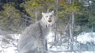 Canada lynx screams while walking past Maine trail camera [upl. by Medarda133]