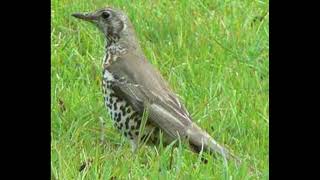 Mistle Thrush Bird Call [upl. by Ecneralc]