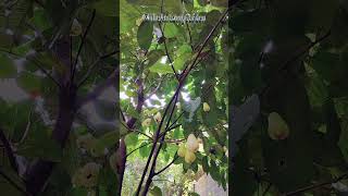 Java appale wax apple  Syzygium samarangense fruits on tree fruittree orchard farming [upl. by Godiva]