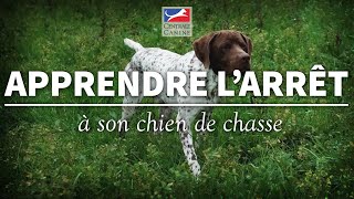 APPRENDRE LARRÊT A SON CHIEN  Chiens de chasse Ep 8 [upl. by Eirahcaz]