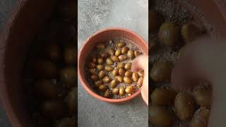 How To Grow Areca Palm From Seeds [upl. by Alomeda499]