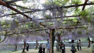 Wisteria Flowers Park 2012 和気町藤公園 [upl. by Ehpotsirhc]