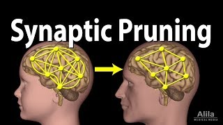 Synaptic Pruning Animation [upl. by Atile]