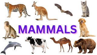 viviparous animalsmammalsmammals for kidsviviparous [upl. by Tryck]