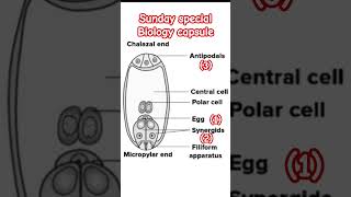 A typical Angiospermic embryo sac 7celled 8 nucleatedreproductioninplants [upl. by Mill]