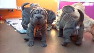 sharpei puppies playing 6 weeks part 2 [upl. by Alad]