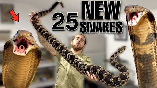 25 New VENOMOUS SNAKES Added to the COLLECTION [upl. by Schafer]