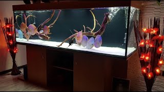 Luxury Home Aquarium for Discus  Beautiful Discus Aquascape [upl. by Nai98]