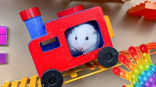 😱 Hamster Escape Maze  Hamster Cute pets Maze hamsterescape mazediytraps hamsterescape 197 [upl. by Accem]