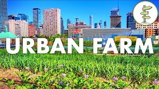 Growing Food in the City  Urban Rooftop Farm in Downtown Toronto [upl. by Ikkaj]