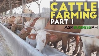 Cattle Farming Part 1  Cattle Farming in the Philippines  Agribusiness Philippines [upl. by Urion]