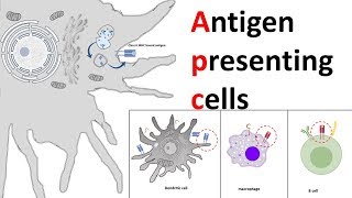 Antigen Processing and Presentation PART II MHC II Antigen Presentation Pathway FLImmuno26 [upl. by Picardi]