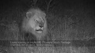 Lions roaring at night HD IR [upl. by Yuri984]