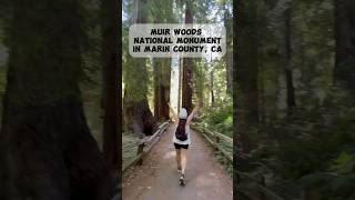 Muir Woods in Marin County California [upl. by Assira]