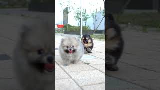 Lovely Pomeranian sibilngs🤍🖤🤎pomeranians tinypom pompuppiesblacktanpomeranian sablepomeranian [upl. by Aihseit97]