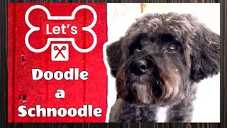 Let’s DOODLE a SCHNOODLE [upl. by Sexton]