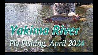 Fly Fishing the Yakima River April 2024 Epic Trout Battles and Stunning Scenery [upl. by Eilrahc]