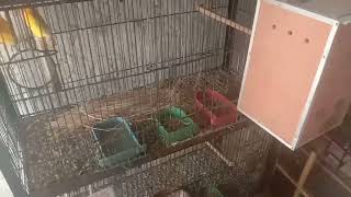 Love bird breeding tipsLove birds breeding progress check ke or nesting b de di [upl. by Ybrek]