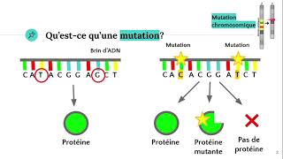 Les mutations 🧬 [upl. by Llehsyt]