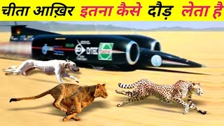 दुनिया का सबसे तेज दौड़ने वाला जानवर चीता  इतना तेज कैसे दौड़ता है  cheetah Race [upl. by Annohsak]