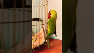 so cute mitthu🐦 beautifulparrot parrottalking birds talking [upl. by Evelinn594]