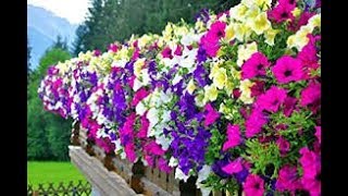 COMO CULTIVAR PETUNIAS Petunias surfinias cuidado y cultivo Mi diario de Jardín [upl. by Blinni152]