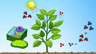 Was ist eigentlich CO2 [upl. by Germana]