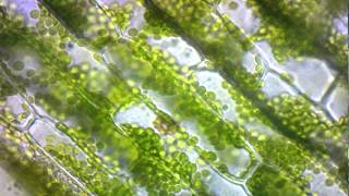 elodea cytoplasmic streaming [upl. by Enyleuqcaj]