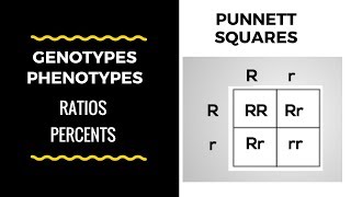 Genotype and Phenotype Ratios and Percents  Punnett Square Basics [upl. by Yllod]