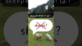 『sheep』の複数形は、『sheeps』？？？ [upl. by Chaille985]