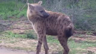 Baboons and Hyenas of Kruger park [upl. by Melly]