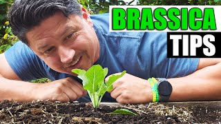 3 Brassica Planting Tips  Garden Quickie Episode 170 [upl. by Wendalyn]