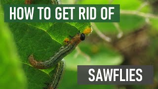 How to Get Rid of Sawflies 4 Easy Steps [upl. by Dalila]