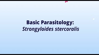 Basic Parasitology Strongyloides stercoralis [upl. by Shutz896]