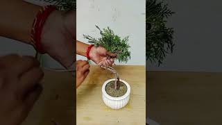 Wiring and Pruning Morpankhi Thuja compacta Plant shorts plants gardening [upl. by Ymiaj498]