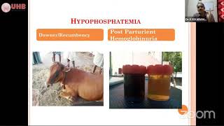 Hypophosphatemia and Post Purturient Hemoglobinuria in ruminants [upl. by Adnaugal]