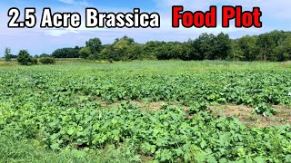 New Brassica Food Plot 25 Acres  Wintergreens and Honey Hole [upl. by Festatus174]