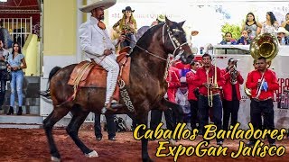 Caballos Bailadores en la EXPOGAN JALISCO Caballos y Mas [upl. by Streeto]