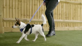 How to Stop Your Dog Pulling on the Lead  The Battersea Way [upl. by Niamjneb]