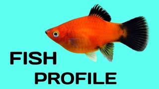 Platy fish species profile Platy care guide [upl. by Wolfgang]