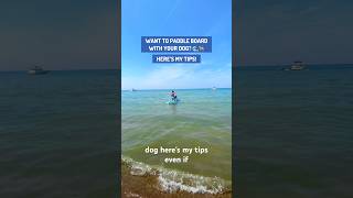 Here’s how I taught my dog 🦮🏄‍♂️ paddleboarding suplife suppup dogtrainingtips lakemichigan [upl. by Stefanie]