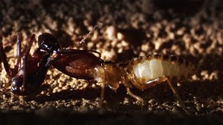 Ants Attack Termite Mounds  Natural World Ant Attack  BBC Earth [upl. by Lybis932]