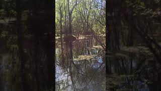 REAL SKUNK APE in Florida Swamp raw footage [upl. by Benedetto]