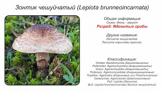 Зонтик чешуйчатый Lepiota brunneoincarnata [upl. by Ocisnarf555]