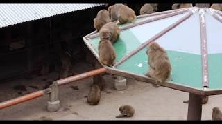 淡路島モンキーセンターのおばちゃん最強！Japan Awaji Island Monkey Center Japanese macaque [upl. by Lillywhite196]