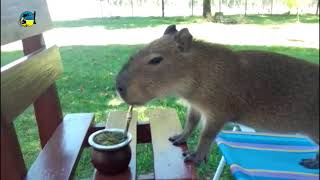 Carpincho tomando mate exceso de facha [upl. by Sualakcin]